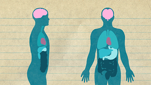 Quiz di Anatomia e Fisiologia del Cuore: Quanto sai sul motore del tuo corpo?
