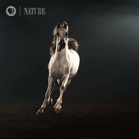 Quiz sui Cavalli: Quanto ne sai su questi animali maestosi?