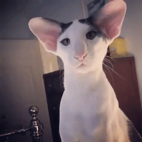 Quiz sull'Oriental Shorthair: Quanto ne sai su questa razza di gatti?