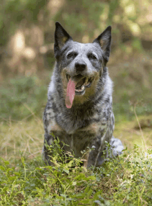 Quiz sul cane da bestiame australiano: Quanto ne sai su questa razza?