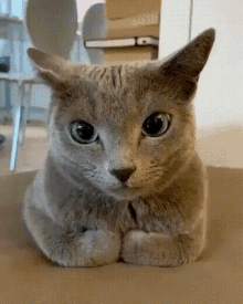 Quiz sul Gatto Blu Russo: Quanto ne sai su questa razza felina?