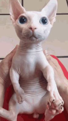 Quiz sui Sphynx: Quanto ne sai su questa razza di gatti senza pelo?