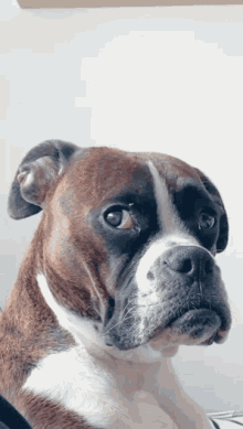 Quiz sul Boxer: Quanto ne sai su questa razza di cane?