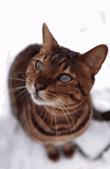 Quiz: Quanto conosci il gatto Abissino?