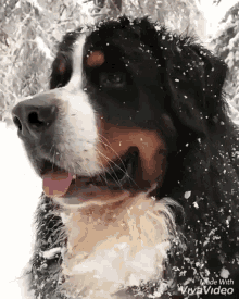 Quiz sul cane di montagna Bernese: Quanto ne sai su questa razza?