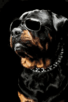Quiz sul Rottweiler: Quanto ne sai su questa razza canina?