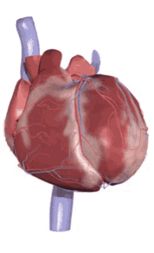 Metti alla prova le tue conoscenze sul sistema cardiovascolare!