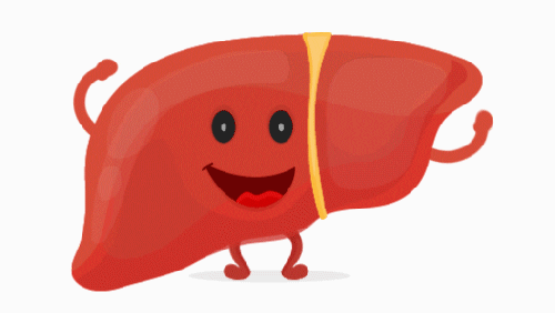 Quiz di Anatomia e Fisiologia del Fegato: Quanto ne sai su questo organo vitale?