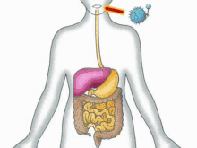 Quiz sul Sistema Digestivo: Quanto conosci il tuo corpo?