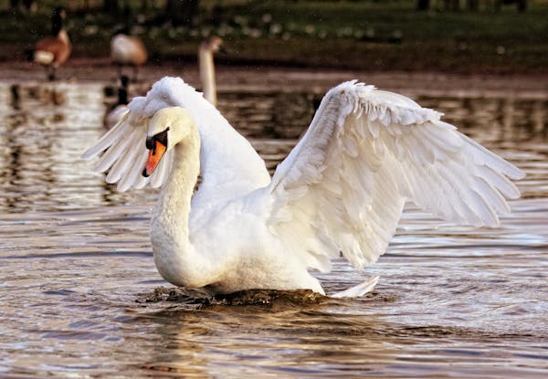 Quiz sui cigni: Quanto ne sai su questi eleganti uccelli?