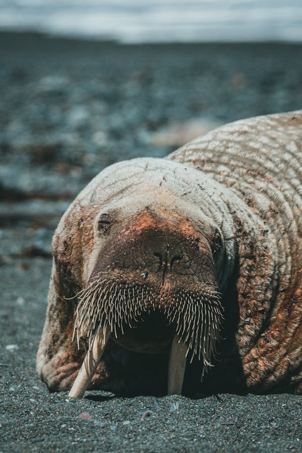 Quiz sulla morsa: Quanto ne sai su questi animali marini?