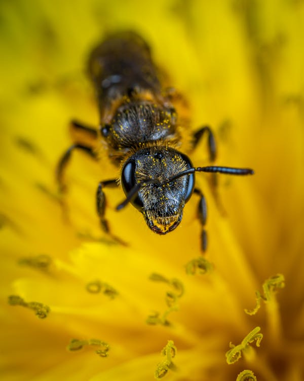 Quiz sulle Formiche: Quanto ne sai su questi insetti lavoratori?
