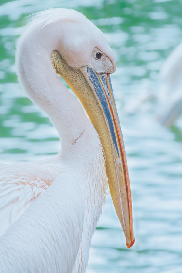 Quiz sui Pellicani: Quanto ne sai su questi uccelli marini?